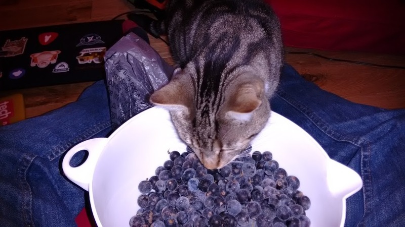 Picking through the frozen sloes.  Cat "helping"
